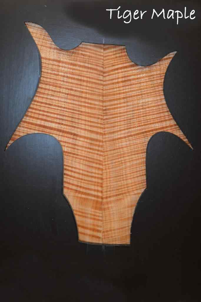 tiger maple 2